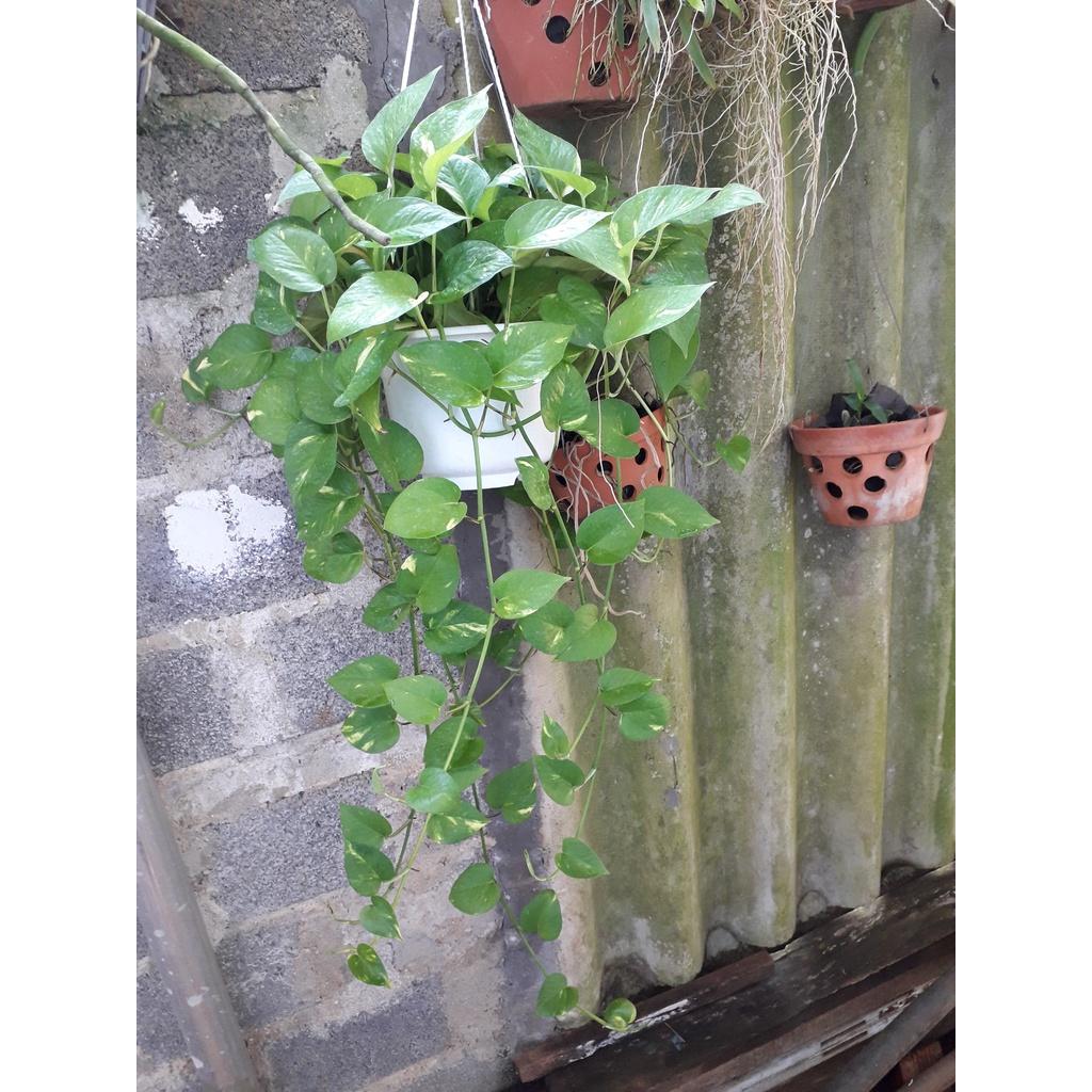 CÂY TRẦU BÀ LEO CỘT  ()
