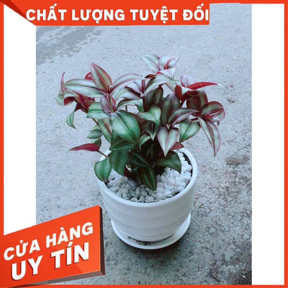 Cây Thài Lài Tím Nhiều Người Mua
