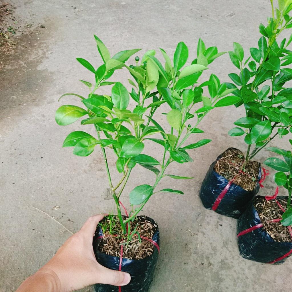 Cây tắc chua - cây đang cho trái + tặng phân bón