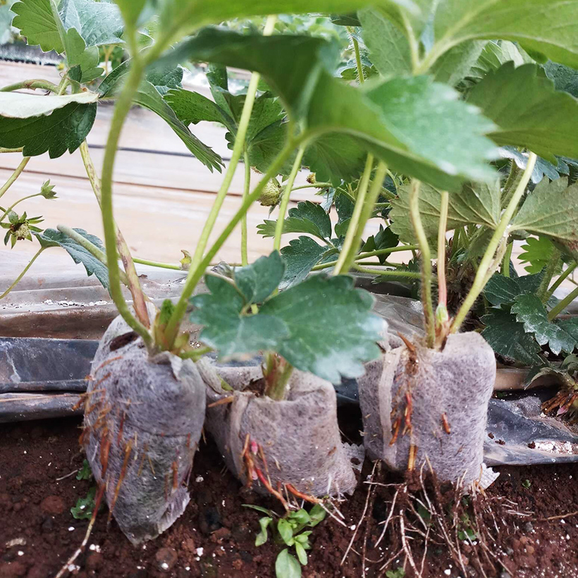 Viên Nén Xơ Dừa Trồng Ngó Dâu Thông Minh SGS đã bao gồm phân bón hữu cơ cho cây phát triển tốt trong 30 ngày