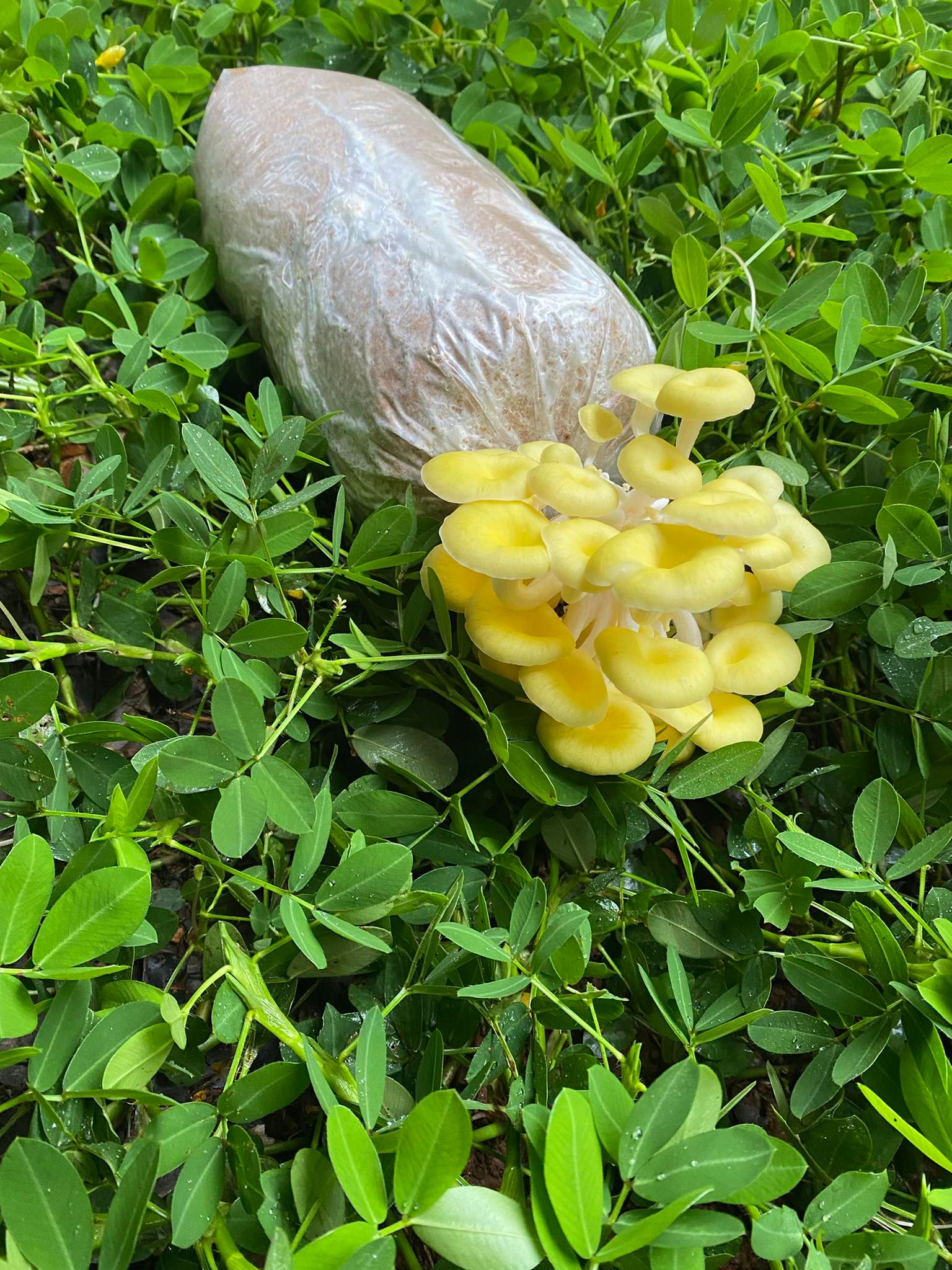 Combo 10 Phôi Nấm Hoàng Kim