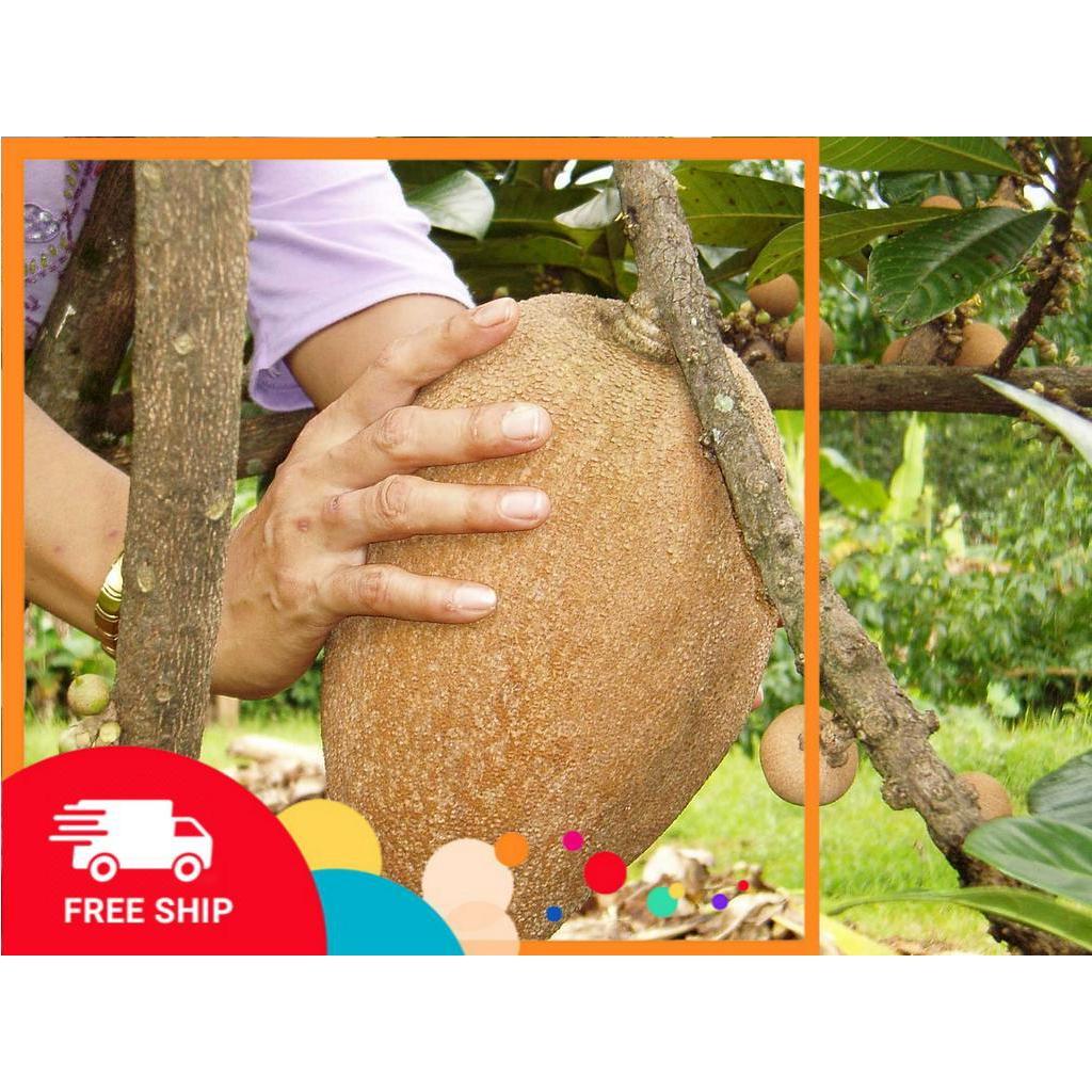 Cây HỒNG XIÊM RUỘT ĐỎ KHỔNG LỒ CHẤT LƯỢNG UY TÍN