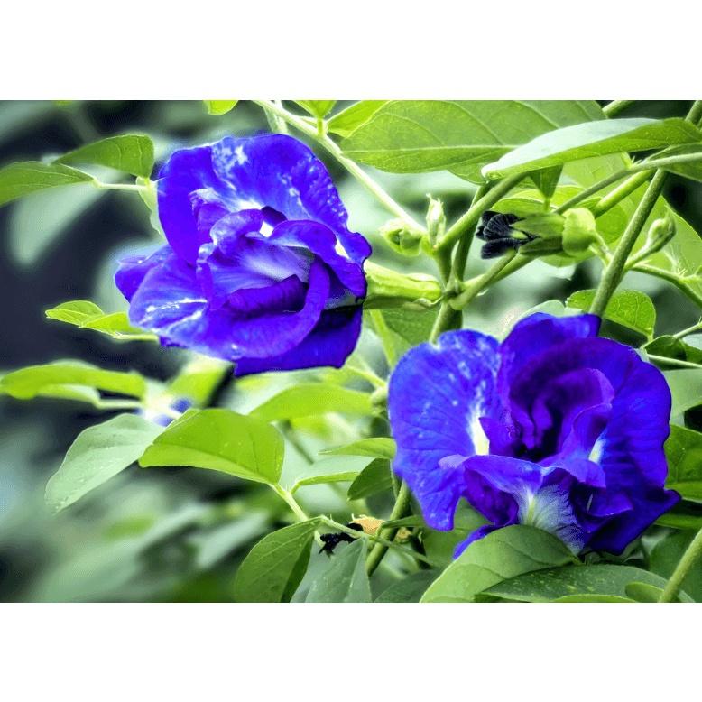 Hoa đậu biếc kép - cây giống nhỏ