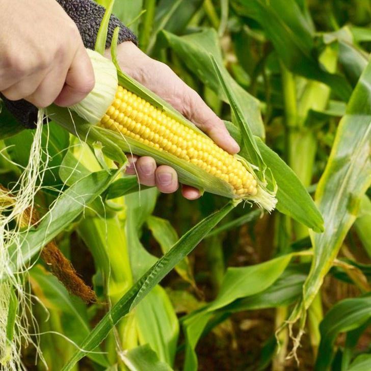 Hạt giống ngô mỹ vàng ngọt-gói 30 hạt-tặng kèm gói phân bón lót