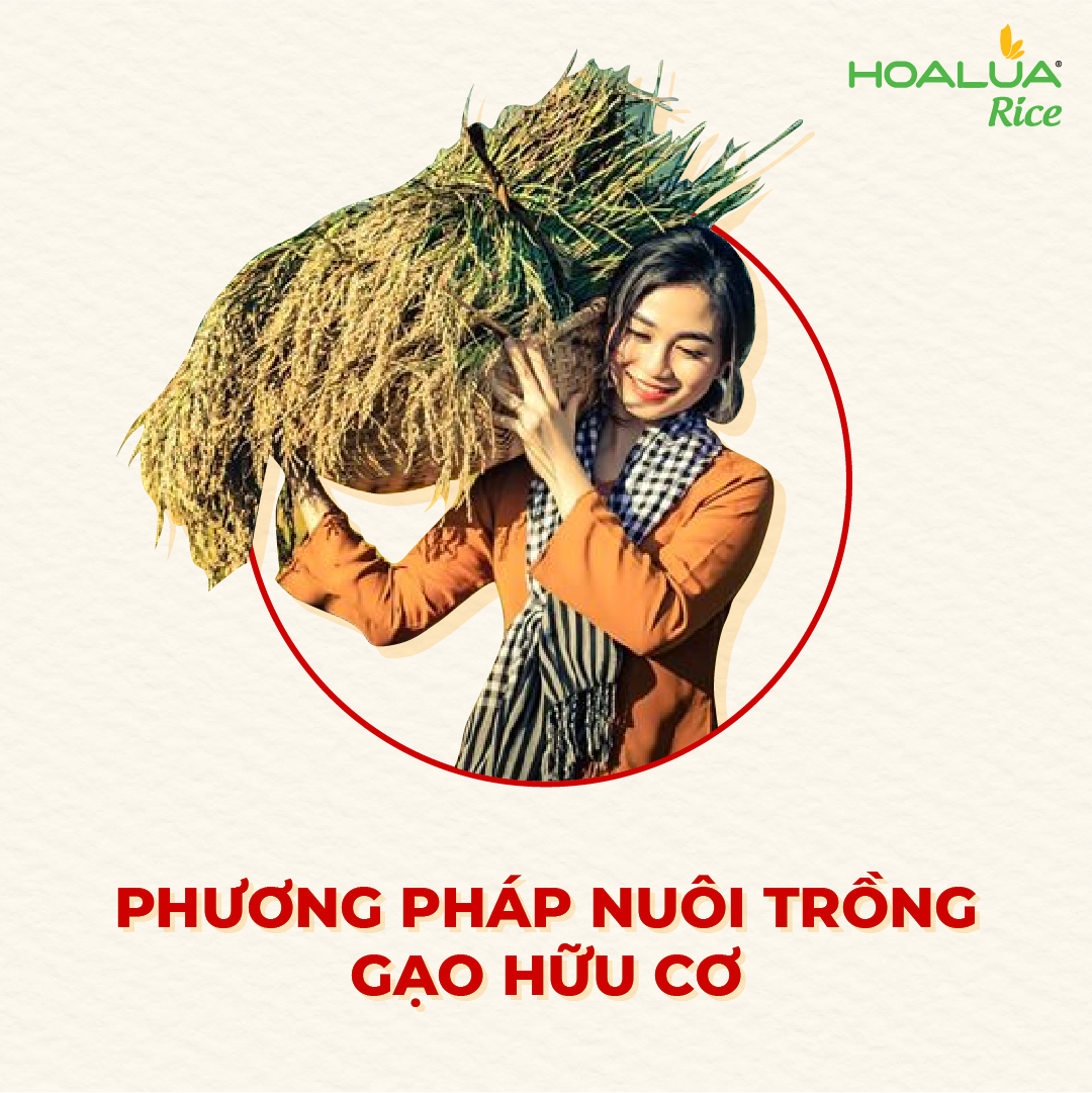 Gạo Hoa Lúa Đỏ - Túi 2kg - Dẻo mềm, vị ngọt đậm, thơm đặc trưng