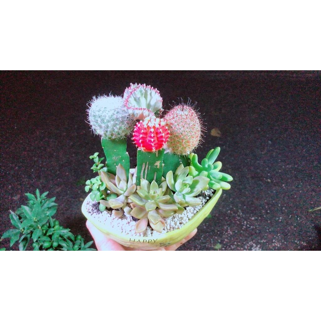 Chậu Cây Xương Rồng Tiểu Cảnh
