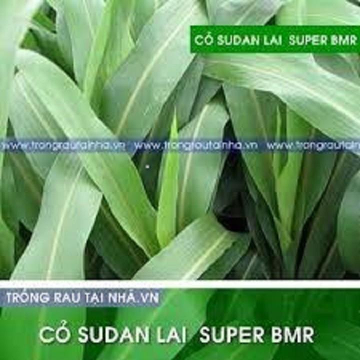 Hạt Cỏ Chăn Nuôi Sudan Super BMR 300gam
