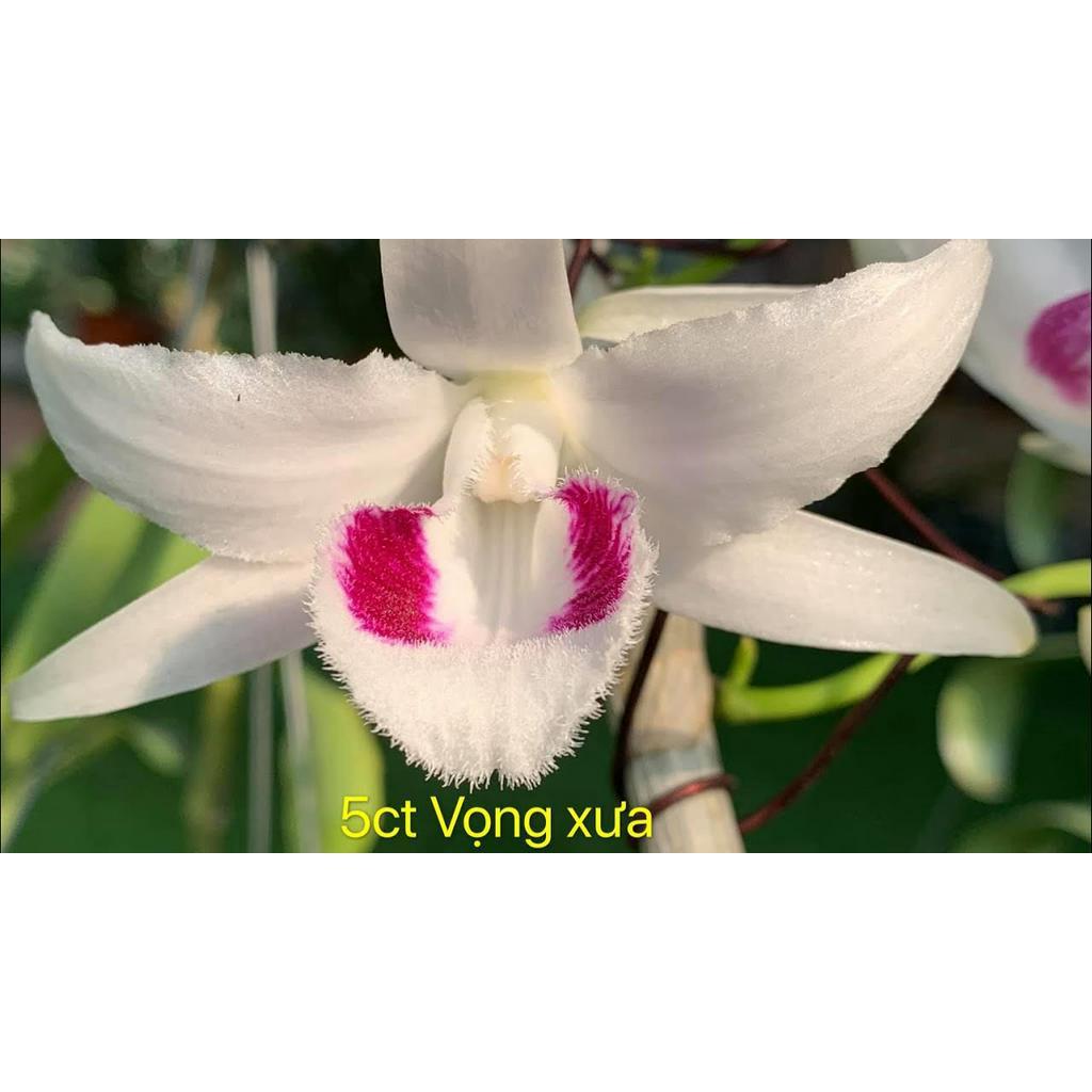 Lan Phi điệp 5 CÁNH TRẮNG VIỆT BẮC
