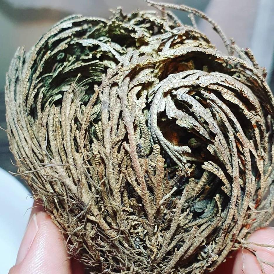 Cây Phục Sinh - Cây Phong Thủy Mang Tài Lộc và Thịnh Vượng l XÔ THƠM THANH TẨY