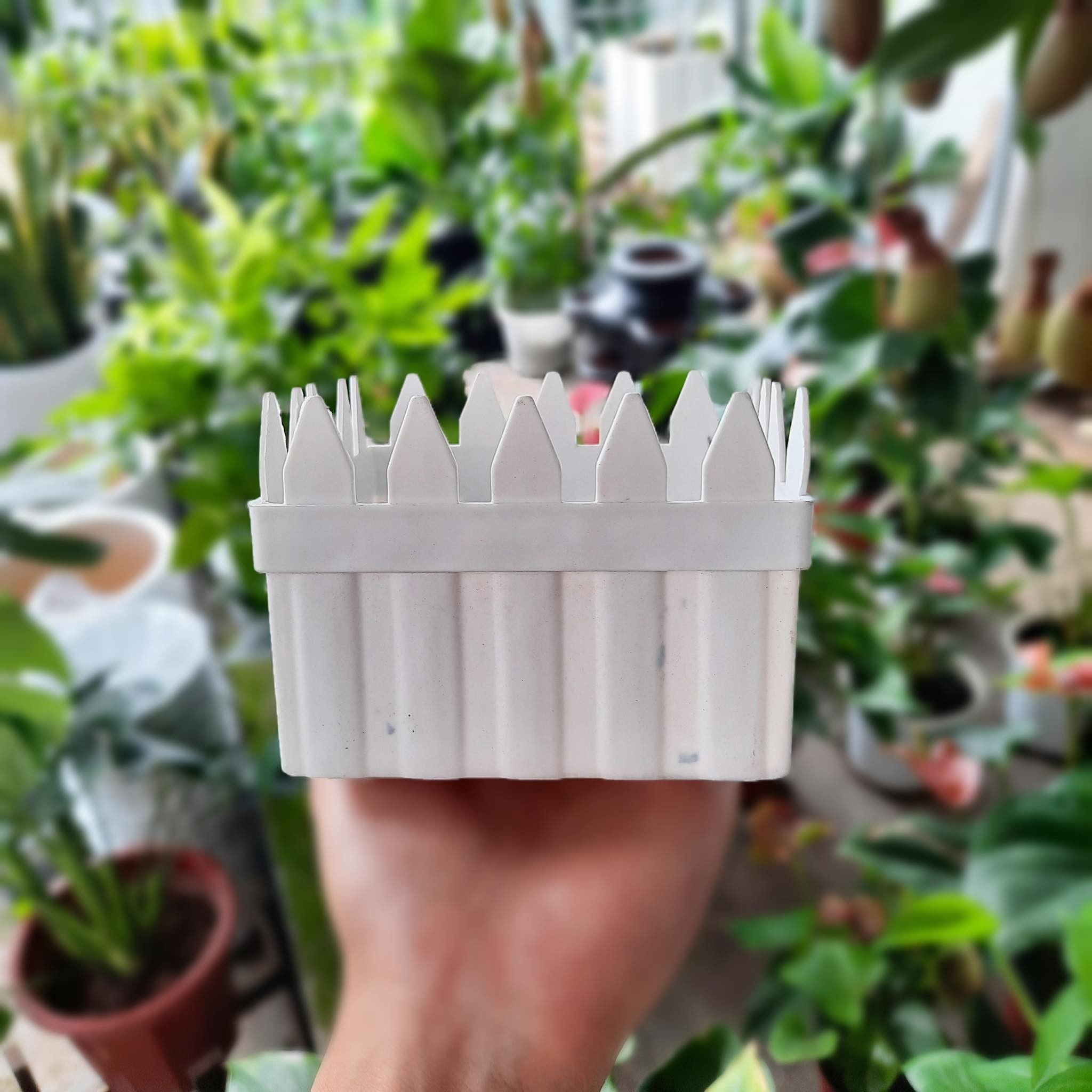 Chậu HÀNG RÀO xinh xắn 3 size