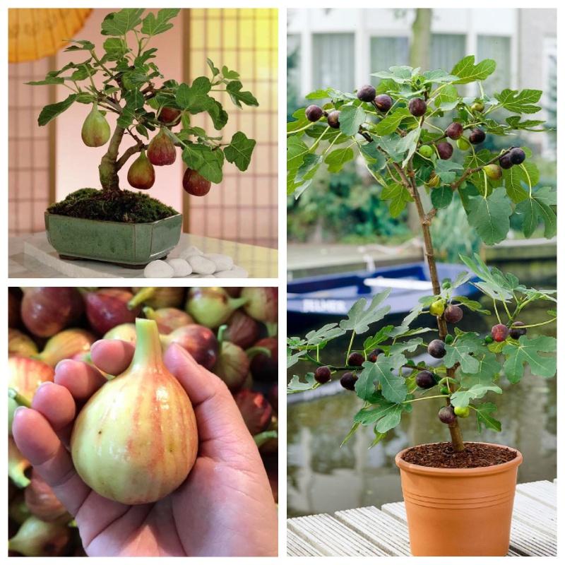 Cây sung mỹ siêu trái quả to vị ngọt có thể trồng chậu (ảnh thật hình cuối)