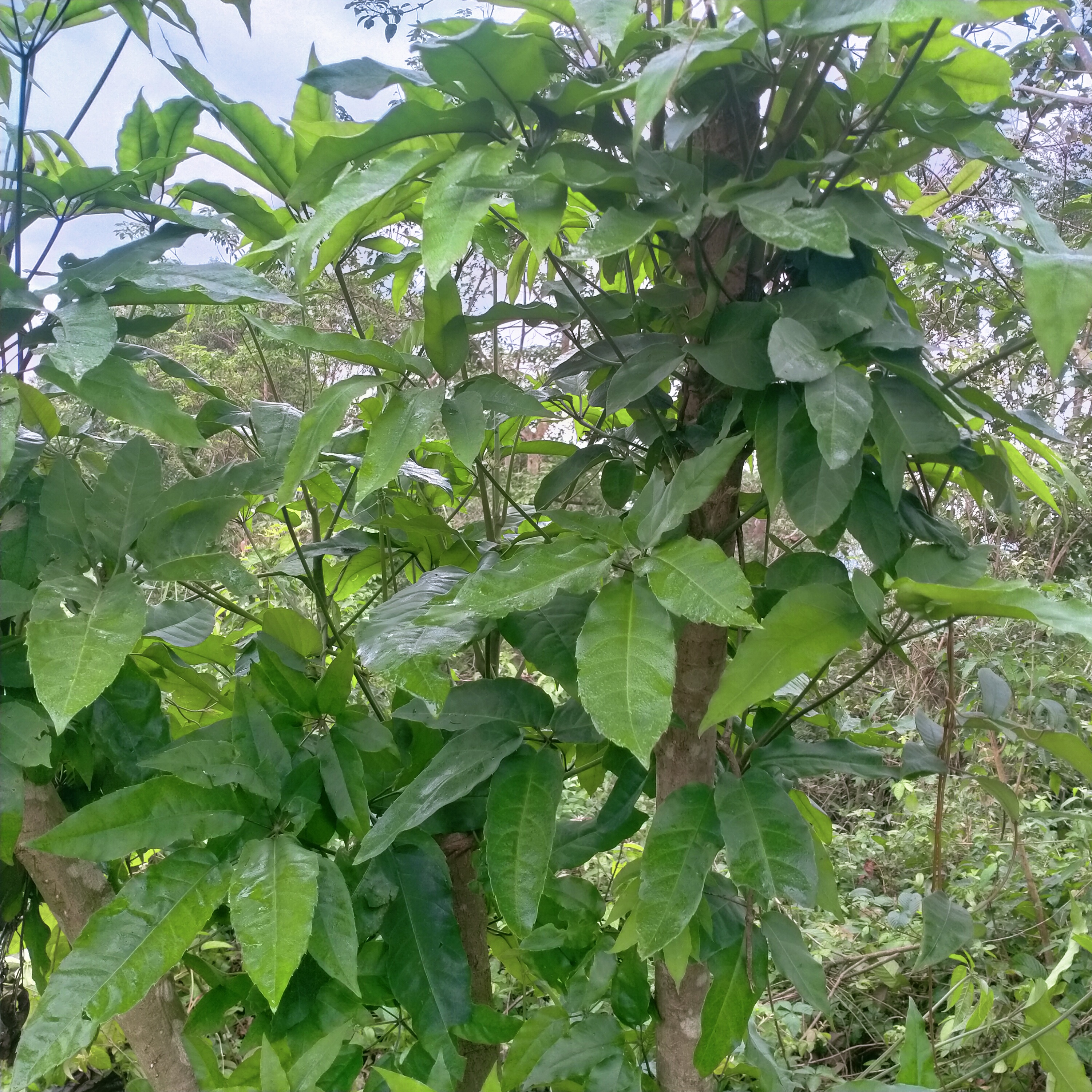 1kg lá lằng lá đắng tươi 60k