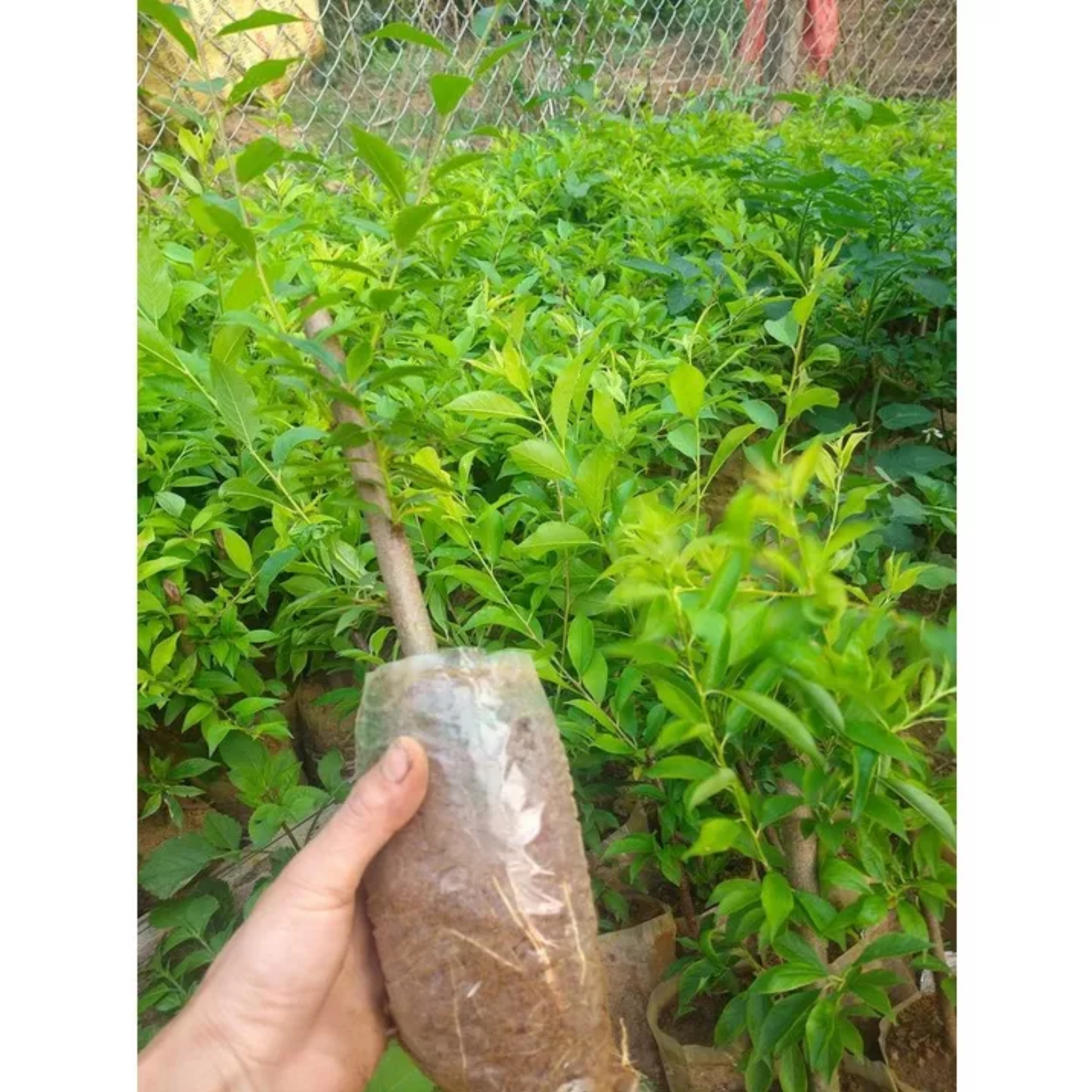 Cây giống mận hậu chiết cành trái sớm siêu quả siêu năng suất