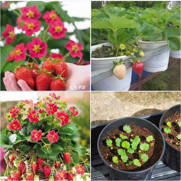 Combo 3 gói Hạt giống dâu tây đỏ chịu nhiệt  - Gói 100 hạt-tặng kèm gói kích mầm