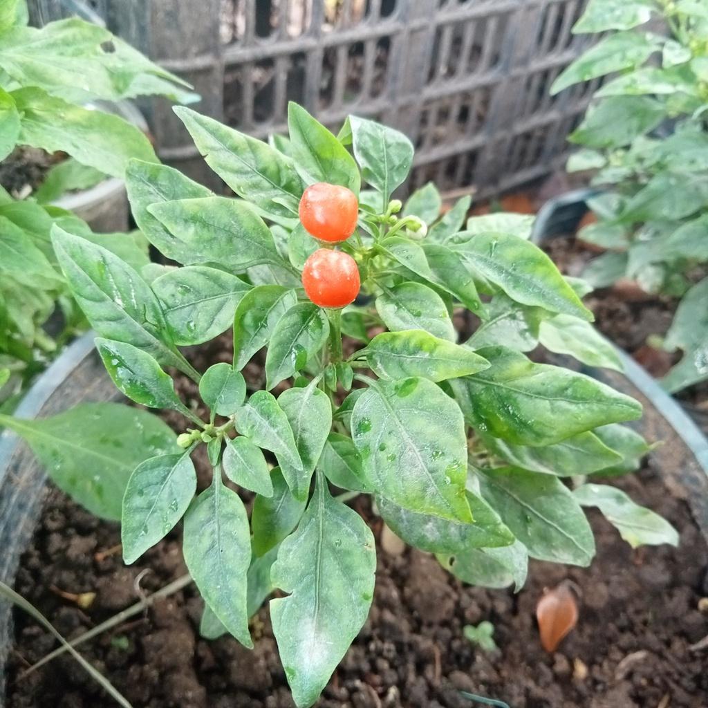 10 Hạt Ớt Kiểng Quả Tròn