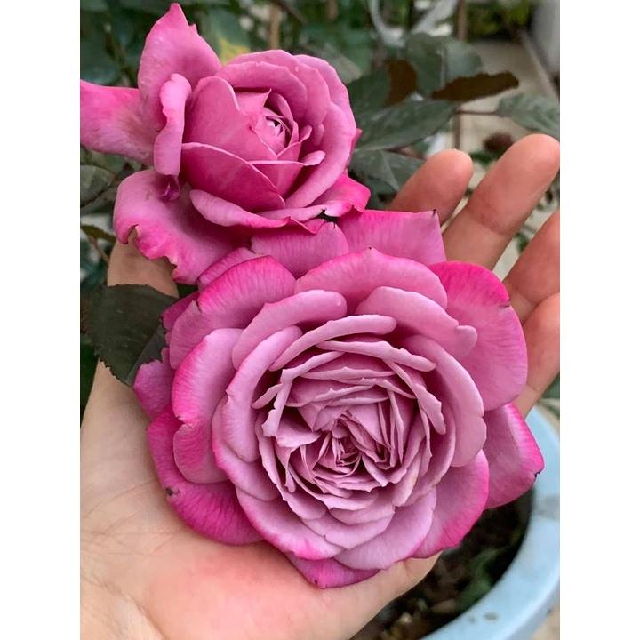 Hoa Hồng thân gỗ dáng tree Purple Tezza đẹp hoàn hảo