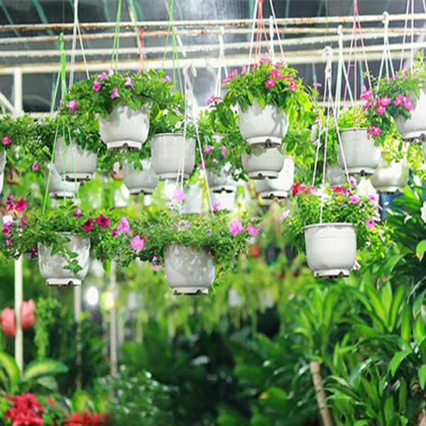 50 chậu treo trắng trơn đường kính 20x15cm-77472