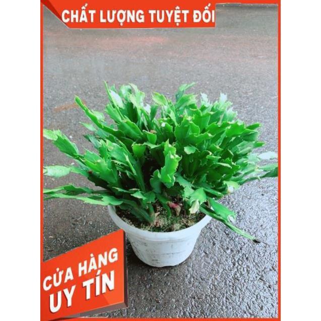 Chậu Hoa Quỳnh