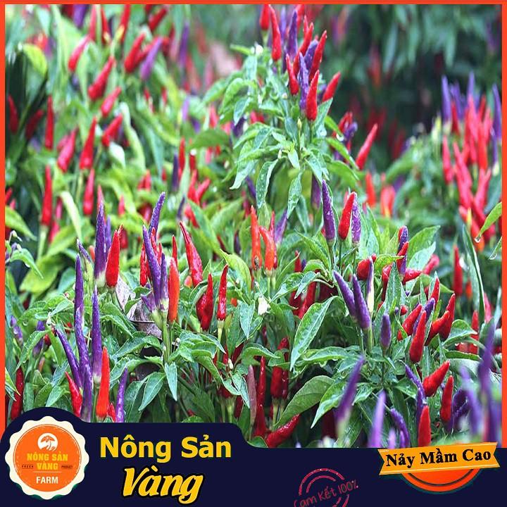 Hạt giống Ớt Ngũ Sắc