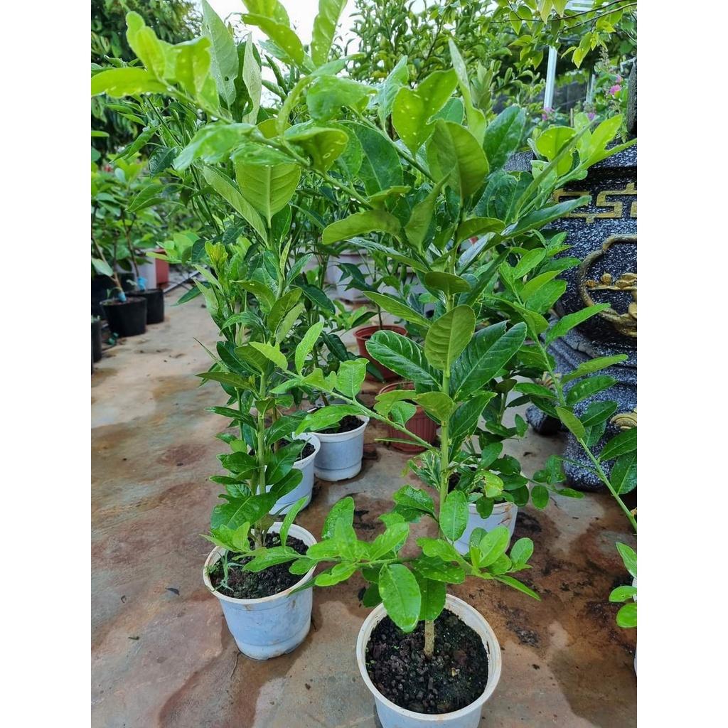 Cây Giống Chanh vàng mỹ