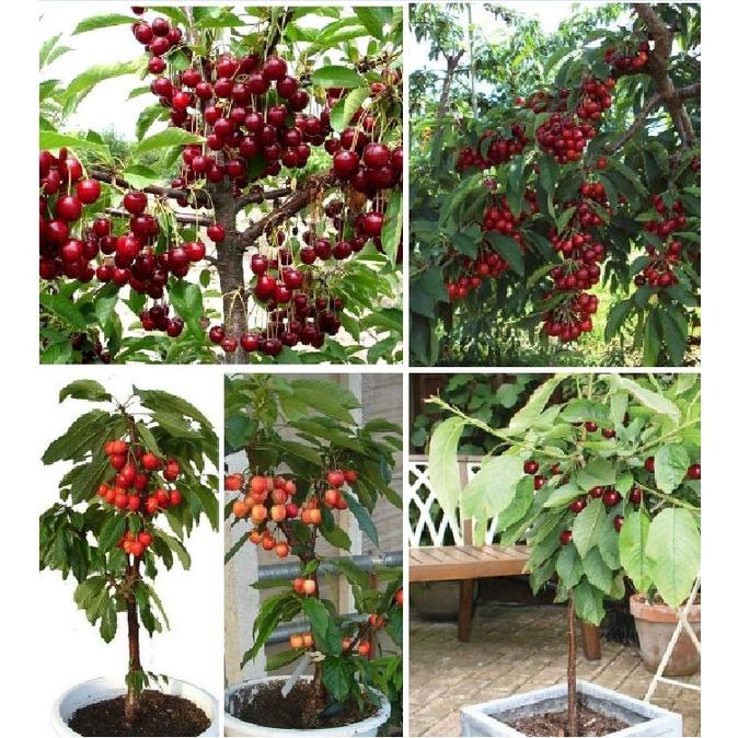 Hạt giống cây ăn trái cherry - Gói 10 hạt Tặng gói kích thích hạt nảy mầm