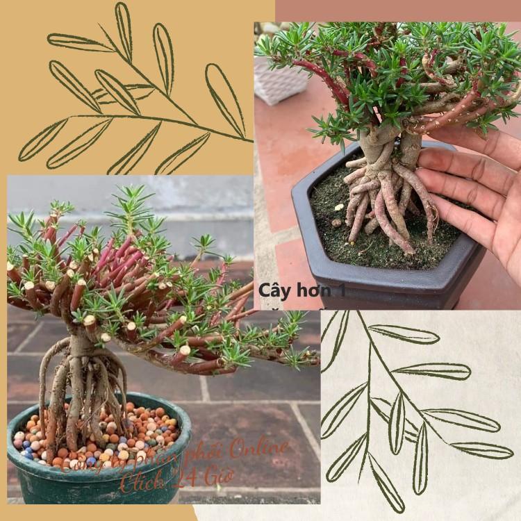 10 Cành Giống Hoa Mười Giờ Bonsai Loại Chuyên Nuôi Gốc To Để Làm BonSai Trồng Được Lâu Năm Hoa Nở Cả Ngày Giống Chuẩn