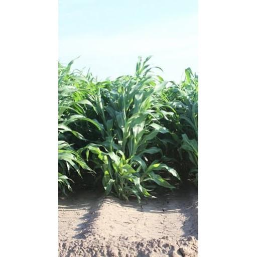 Hạt Cỏ Ngọt Lai Siêu Năng Xuất - gói 100g