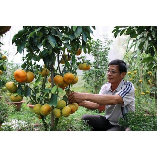 Cây giống Quýt Hồng siêu sớm, siêu sai. .