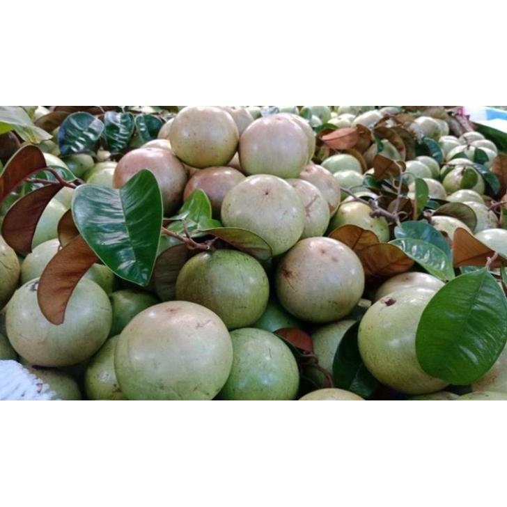 Cây Giống VŨ SỮA TRẮNG- GIỐNG F1- SIÊU QUẢ