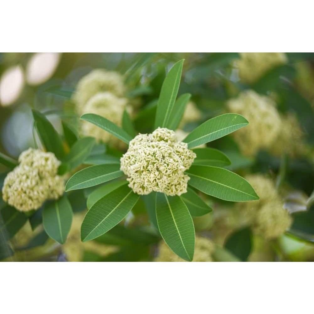 Cây Hoa Sữa Giống