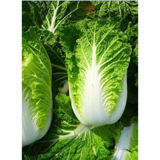 Hạt giống rau cải thảo - 1 gói 0.2gram