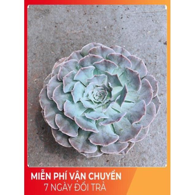 Sen Bắp Cải Tím