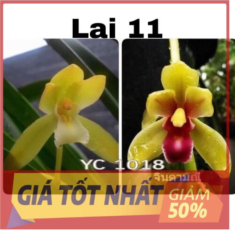 1 THÂN HOA LAN KIẾM THÁI LAN - MẶT HOA XỔ SỐ UY TÍN CHẤT LƯỢNG