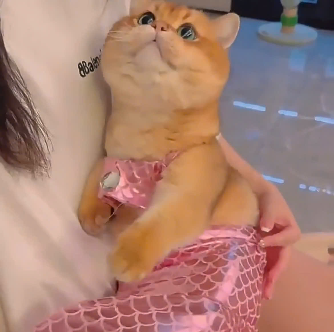 VÁY NÀNG TIÊN CÁ TỪ 2.5-6KG DÀNH CHO CHÓ MÈO