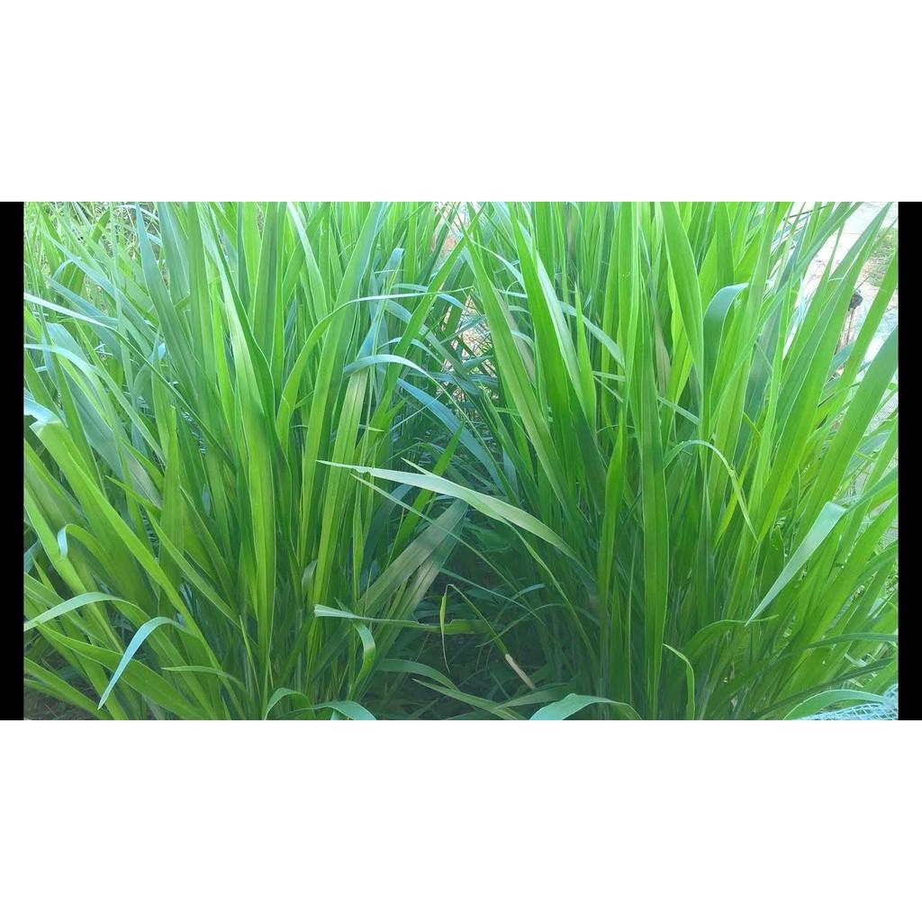 Hạt giống cỏ Mulato II - Cỏ Sả Dinh Dưỡng
