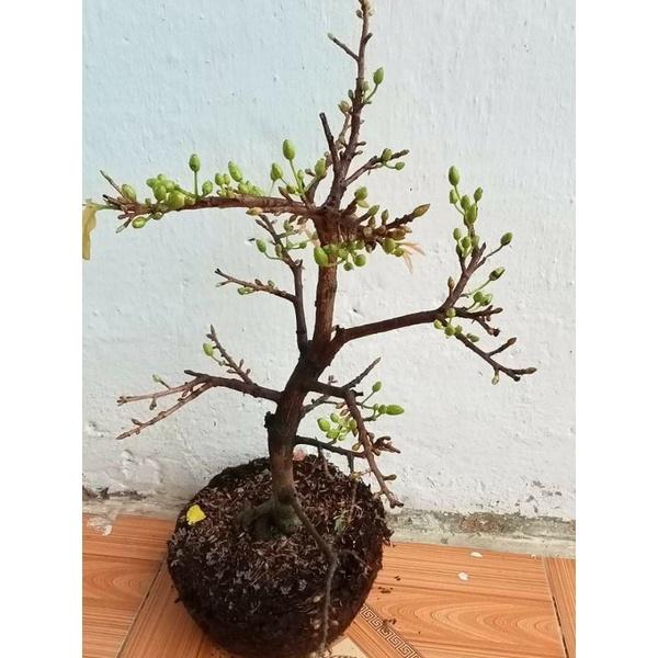 HOA MAI VÀNG SẴN NỤ ĐÓN TẾT