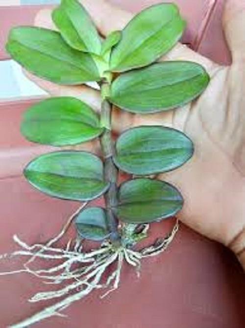Phi điệp lá mít, phi điệp lá mít bản lá nhựa, phi điệp vương giả cây đẹp