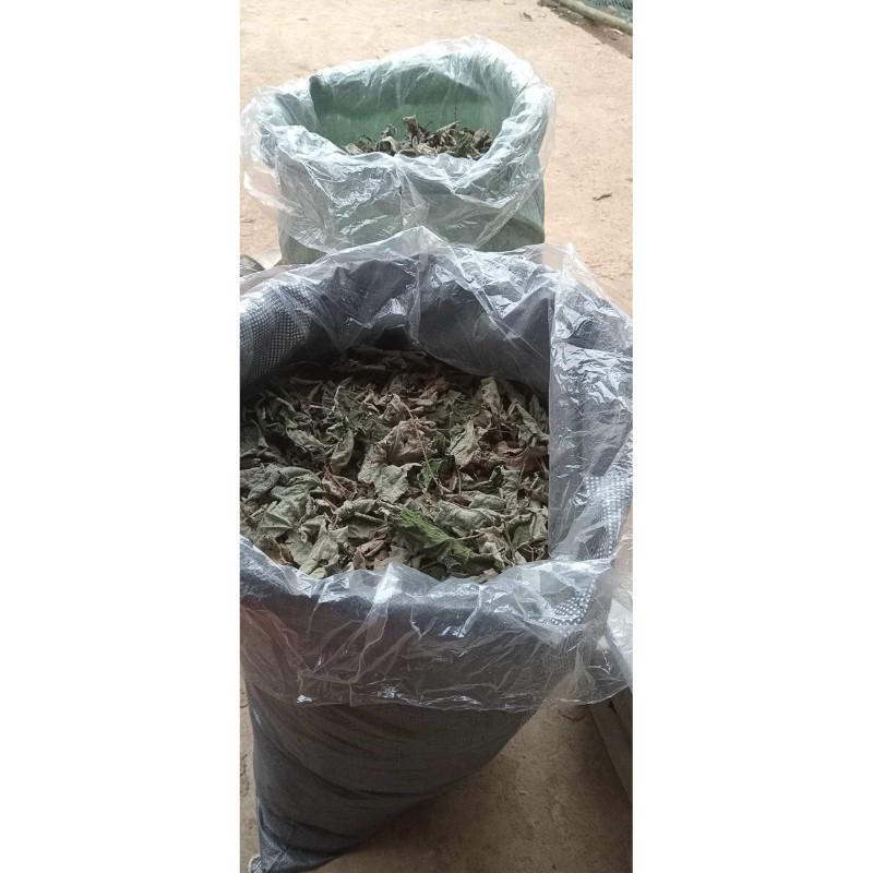 Cây Ngấy hương khô túi 1kg