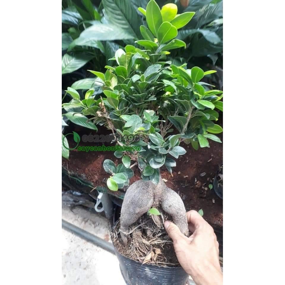 CÂY SANH LÙN NHẬT BONSAI MIMI SIÊU ĐẸP, CÂY PHONG THỦY ĐỂ BÀN VƯỢNG KHÍ CHO GIA CHỦ