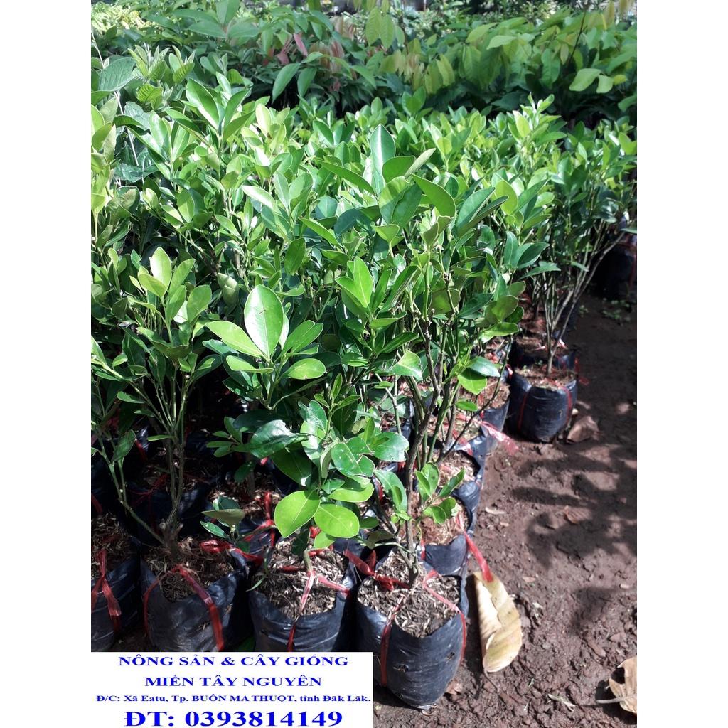 CÂY QUẤT GIỐNG.