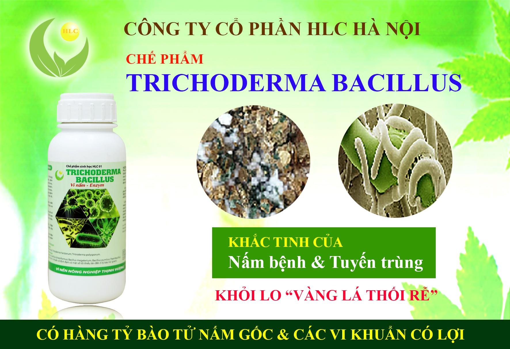 2 chai Chế phẩm sinh học TRICHODERMA BACILLUS tiêu diệt các loại nấm hại 500ml-076112