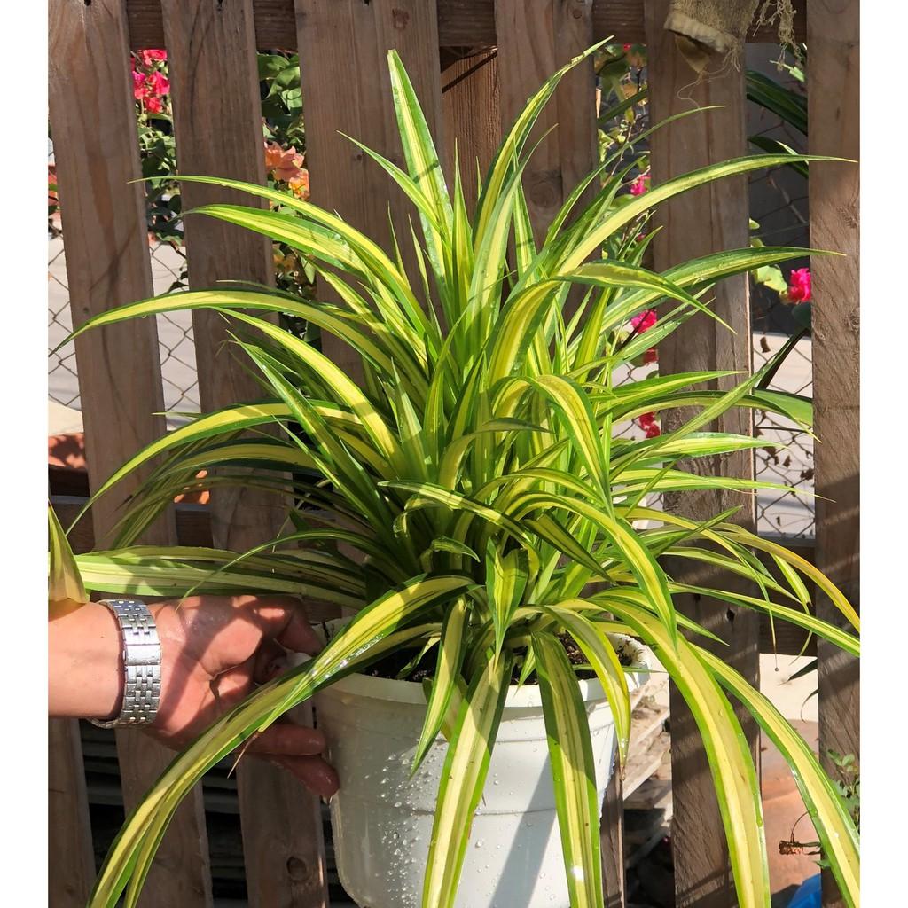 Chậu cây Dứa Mỹ