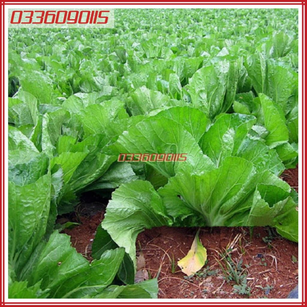 20 gam Hạt giống rau cải bẹ dưa năng suất cao, hạt giống tuyển chọn loại 1