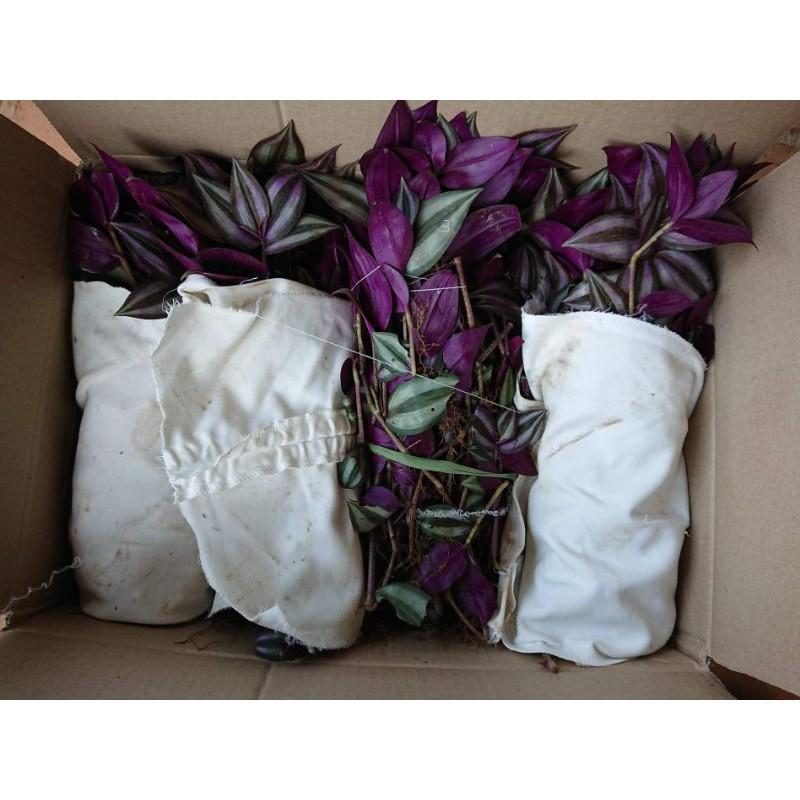 500g cây giống thài lài tía làm cảnh