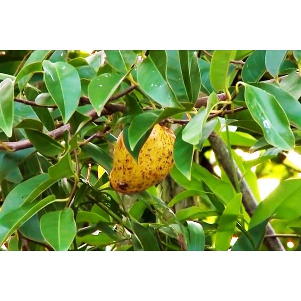 Hạt Giống Bình Bát Cây - Bình Bát Vàng DPT - gói 10 hạt