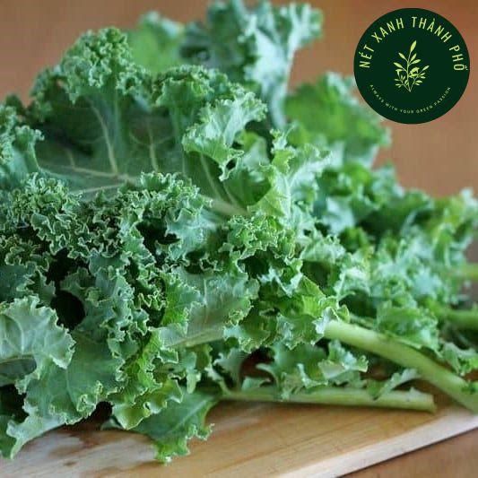 Hạt giống Rau Cải Xoăn Xanh Kale dễ trồng, năng suất cao