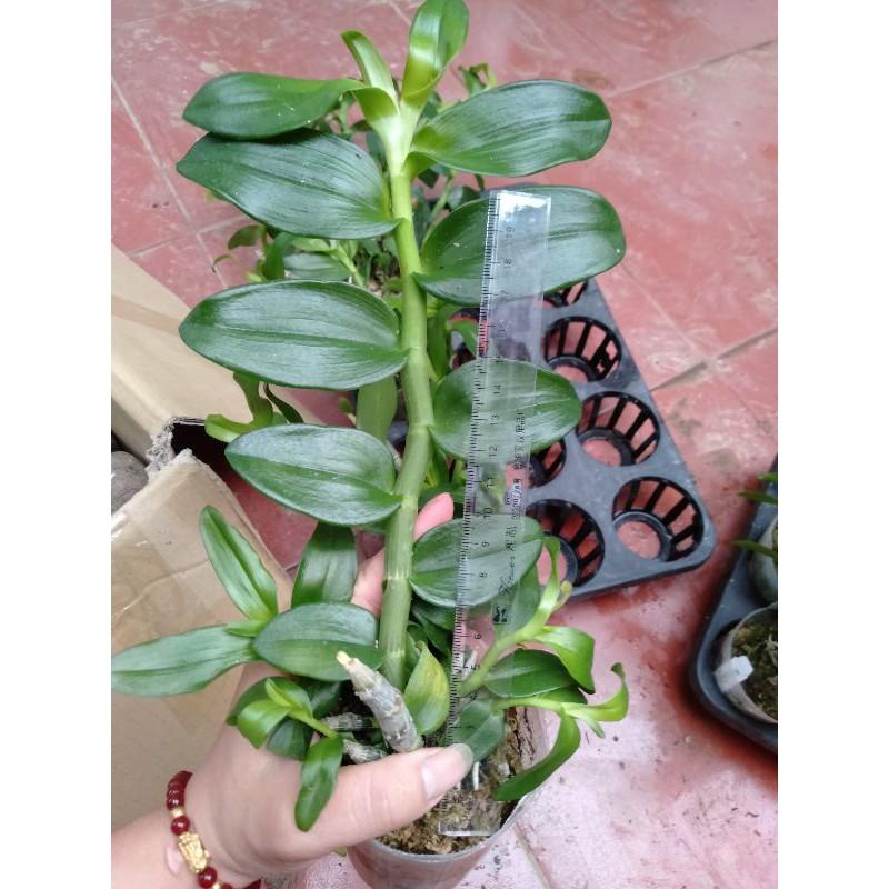 Hoa phong lan trầm thiên long