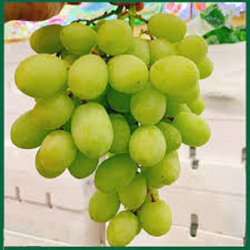 CÂY GIỐNG NHO KẸO ĐEN MỸ KHÔNG HẠT DÒNG QUẢ SỚM