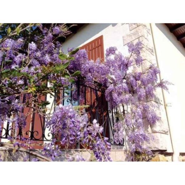 Sản phẩm HOA TỬ ĐẰNG