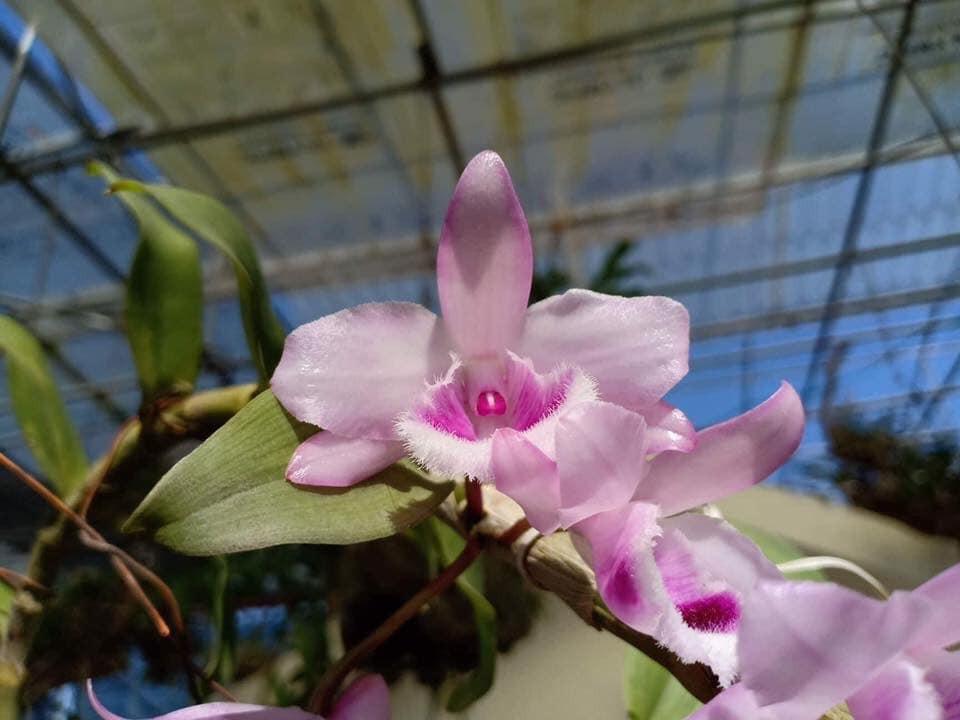 Phi điệp đột biến HỒNG HỔ PHÁCH UY TÍN CHẤT LƯỢNG